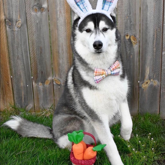 Meet your Posher, L - Picture 1 of 1